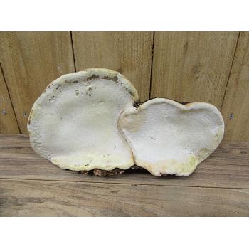Tree Conk 12 Inch Specimen Tree Conk